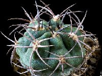 Gymnocalycium catamarcense-fma-belenense-14101404.jpg